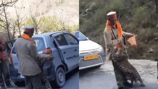 ‘India Is Not For Beginners’: Old Video Of Leopard Playing With Commuters In Himachal Goes Viral | Internet Reacts